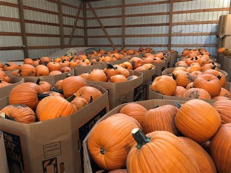 how much are wholesale pumpkins florida